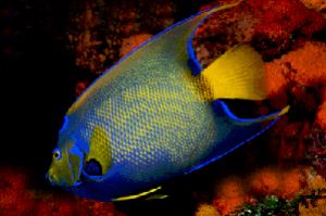 Queen angelfish, taken in Cozumel, Mexico with Canon F1 i... by Len Deeley 
